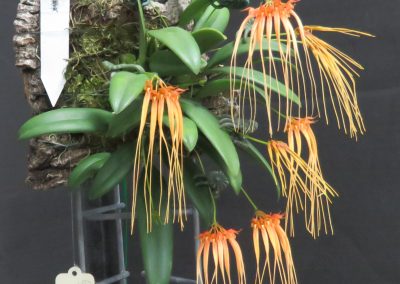 Bulb tingabarinum