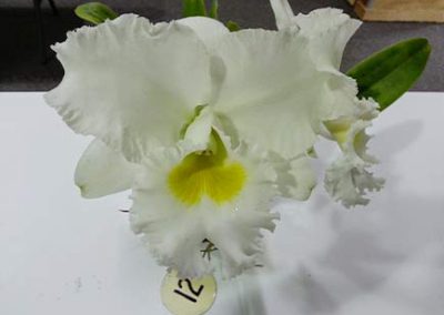 EDOS Cattleya