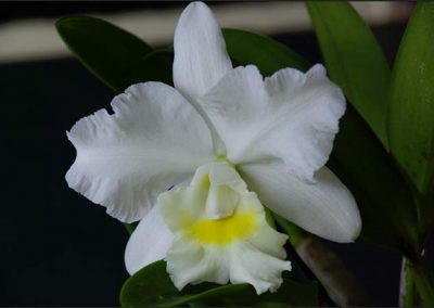 EDOS Cattleya Orchid