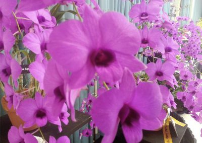 EDOS Dendrobium bigibbum large