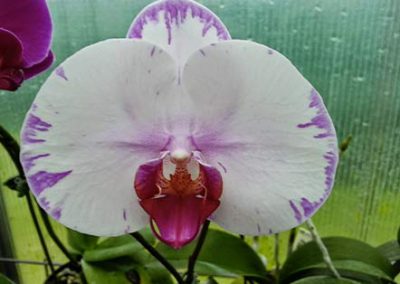 EDOS Phalaenopsis
