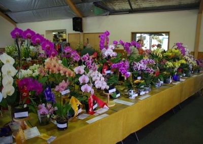 Bench Phals