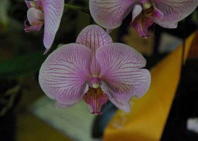 Dtps (Leopard Prince x Taisuco Peace)