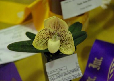 Paph James Bacon