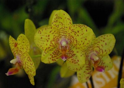 Phal Ching Her 'Golden Warrigal'