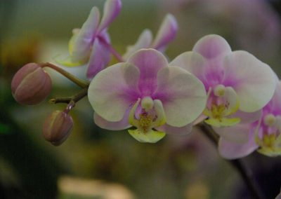Phal Nobby's Amy